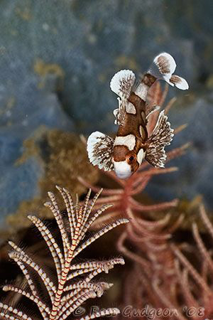 Juvenile Harlequin Sweetlips.  Lembeh Strait, Sulawesi.  ... by Ross Gudgeon 