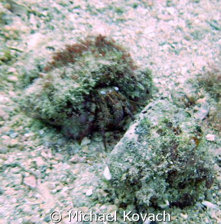 Hermit crab within his shell on the inside reef at Lauder... by Michael Kovach 