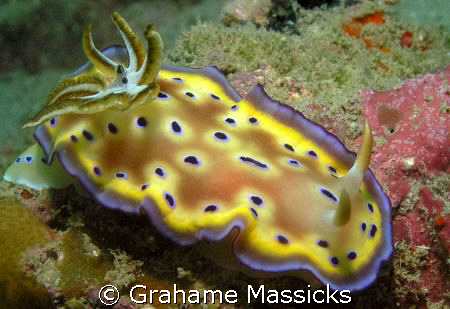 Found off Tioman Island.  Shot with my Olympus 5060 using... by Grahame Massicks 