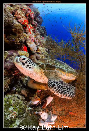 Green Sea Turtle off Sipadan island, Malaysia

Nikon D3... by Kay Burn Lim 