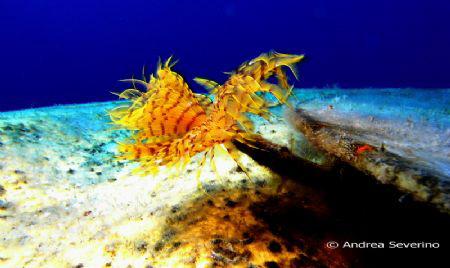 a worm that grows out of a buoy at -8 meters ...  is a lo... by Andrea Severino 