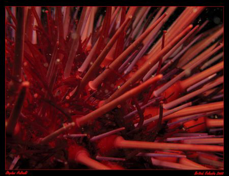 Urchin Abstract.  Cold Water's of British Columbia, Canad... by Stephen Holinski 