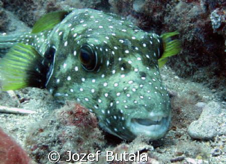 Stripebelly puffer by Jozef Butala 