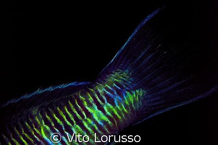Fishs (detail) - Thalassoma pavo (male) by Vito Lorusso 