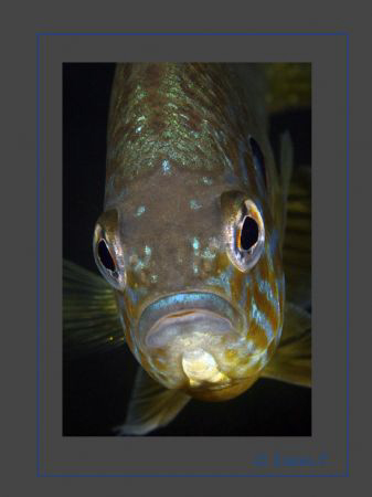 Introduced in Swiss lakes, a curious Pumpkinseed by Sven Tramaux 