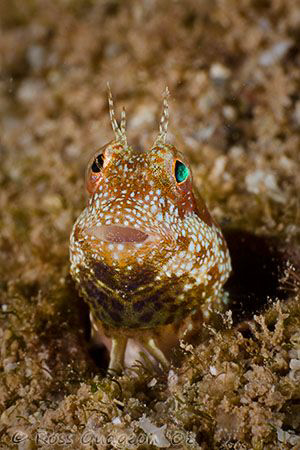 Oh no, he's back!!  This tiny little guy doesn't seem too... by Ross Gudgeon 