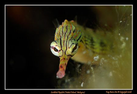 Scribbled Pipefish, Mabul Island, Borneo, Malaysia

Nik... by Kay Burn Lim 