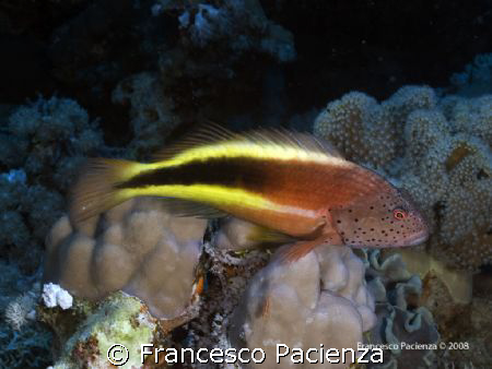 Blackhawkfish on heavy coral. Taken with Nikon D60 in Eas... by Francesco Pacienza 