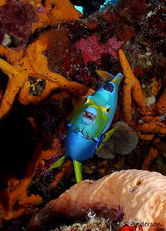 "The Queen of the Sea" This photo was taken at Paradise R... by Steven Anderson 