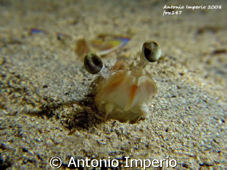 Mazzancolla - Nome scientifico:
Penaeus kerathurus (Fors... by Antonio Imperio 