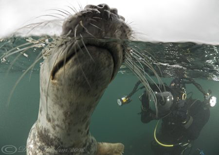 Grey seal. Farne islands. D200, 10.5mm. by Derek Haslam 