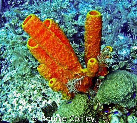 Stove-pipe sponges seen in Grand Cayman August 2008.  Pho... by Bonnie Conley 
