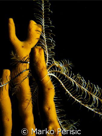 Feather Starfish (antedon mediterranea) by Marko Perisic 
