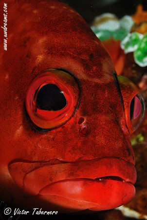 Black Tip Grouper portrait by Victor Tabernero 