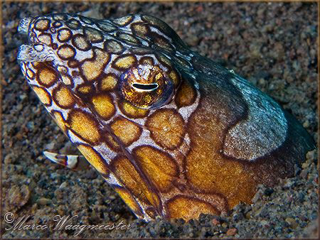 Napoleon Snake Eel (Ophichthus bonaparti) at Puri Jati, B... by Marco Waagmeester 