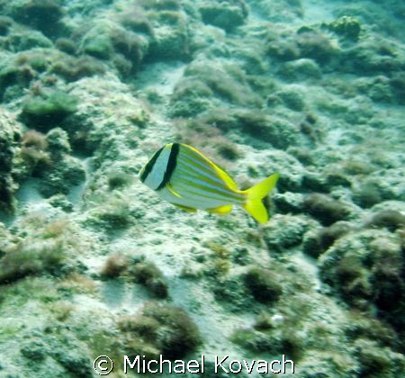 Porkfish on the Inside Reef at Lauderdale by the Sea by Michael Kovach 