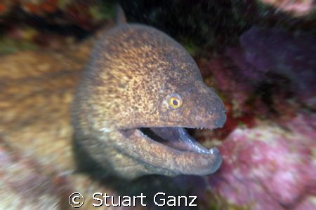 I added a little zoom blur to give this Yellow Margin Mor... by Stuart Ganz 