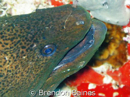 Captured on Bandos Island House reef using Canon G9 with ... by Brendon Baines 