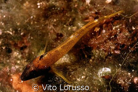 Fishs - Trypterigion delaisi by Vito Lorusso 
