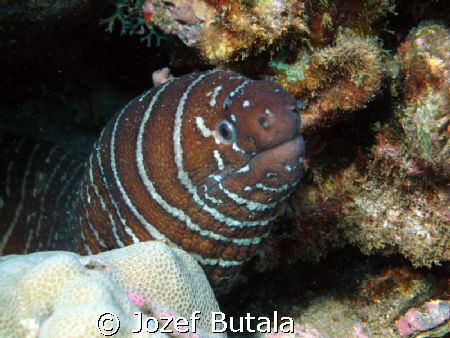 ,,Old fella" Zebra Morey,Canon SD750,Fantasea Nano flash by Jozef Butala 