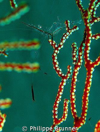 Sur cette gorgone des centaines de petites crevettes tran... by Philippe Brunner 