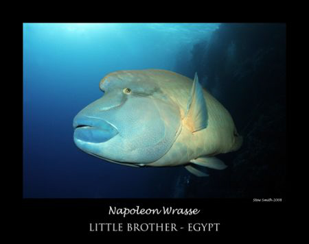 large napoleon wrasse by Stew Smith 