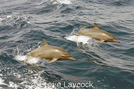 Common dolphins play along side our dive boat by Steve Laycock 