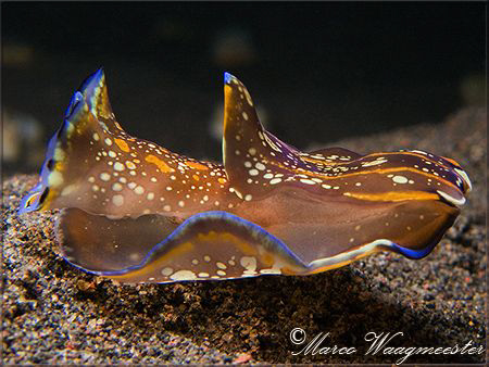 Head Shield Slug (Philinopsis cyanea) at Puri Jati, Bali ... by Marco Waagmeester 