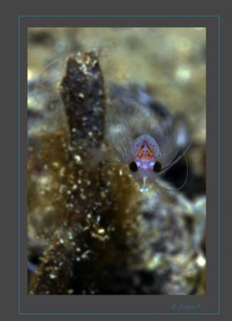 Hemimysis anomala (bloody-red mysid) in fresh water of Ge... by Sven Tramaux 