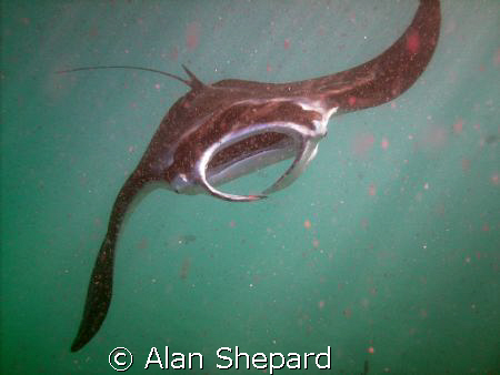 A great manta in Hanauma Bay, Oahu. by Alan Shepard 