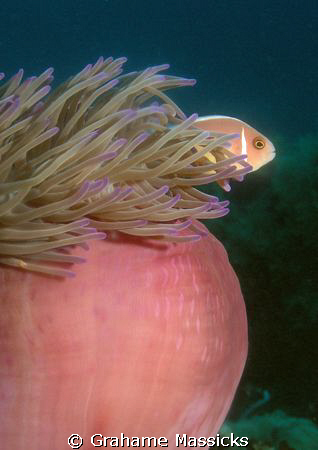 I know - another clown fish!!  Sorry, but these pink ones... by Grahame Massicks 