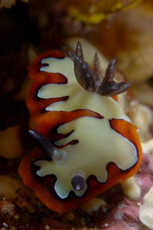 Chromodoris fidelis. Picture taken on the second reef off... by Anouk Houben 