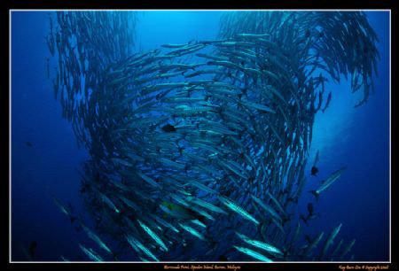 Barracuda Vortex at Sipadan Island's famous Barracuda Poi... by Kay Burn Lim 
