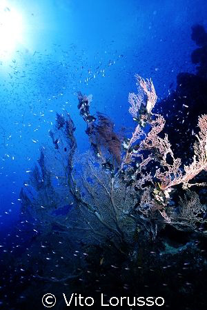 Corals - Subergorgia hicksoni by Vito Lorusso 