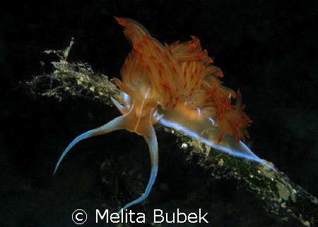 Nudibranch taken in Korcula / Canon G6, f/8, 1/160s, buil... by Melita Bubek 