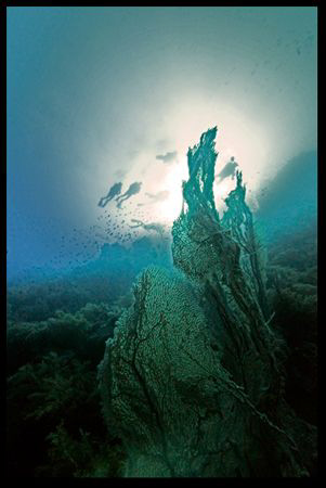 Divers at sunset. by Dray Van Beeck 