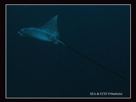 Eagle ray. Canon G9. by Bea & Stef Primatesta 