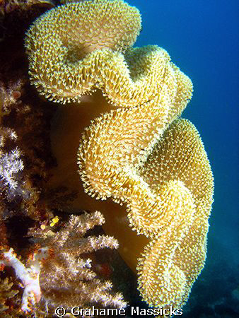 Found off Tioman Island, shot with my Olympus 5060. by Grahame Massicks 