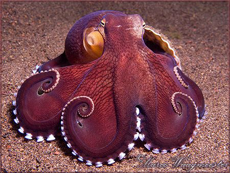 Coconut or Veined Octopus (Amphioctopus marginatus) with ... by Marco Waagmeester 