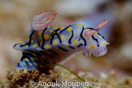 Hypselodoris sp. Picture taken on the second reef off Neg... by Anouk Houben 