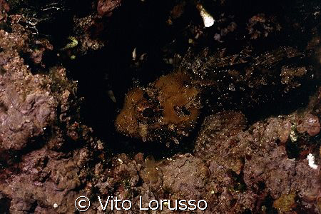 Fishs - Scorpaena porcus by Vito Lorusso 