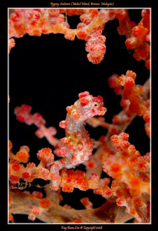 Pygmy Seahorse under the Seaventures resort off Mabul Isl... by Kay Burn Lim 