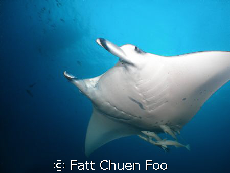 Devil Ray, Maldives, taken with Olympus SP350, Inon Fishe... by Fatt Chuen Foo 