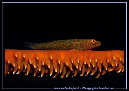 A symbiotique Gobie on it's coral branch.... :O) ... by Michel Lonfat 