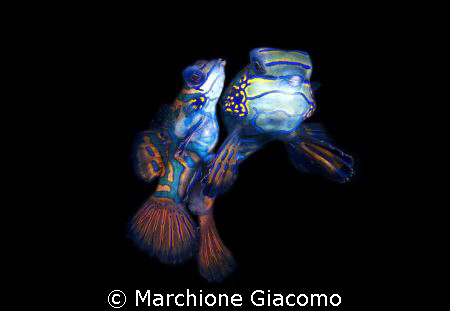 Lovers
Nikon D200,60 micro, twin strobo
Lembeh strait2008 by Marchione Giacomo 