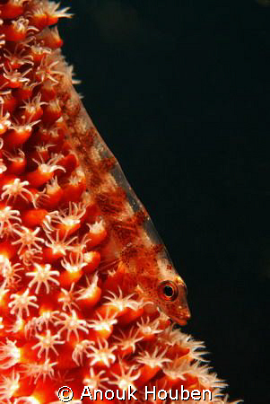 Whip coral goby. Picture taken on the second reef off Neg... by Anouk Houben 