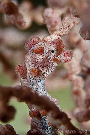 If I hide in the middle of this sea fan and keep very sti... by Ross Gudgeon 