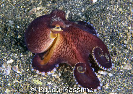 gangaa island ,nikon d2x 60mm macro by Puddu Massimo 
