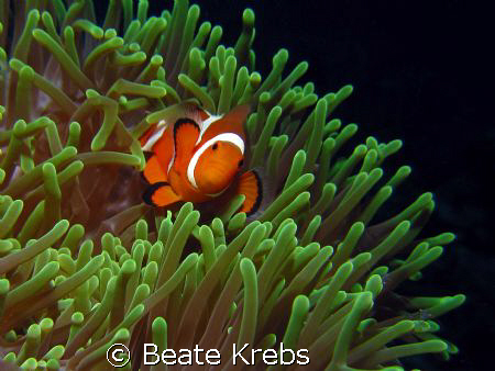 Nemo on the green ground, taken with Canon S70 and Macro ... by Beate Krebs 