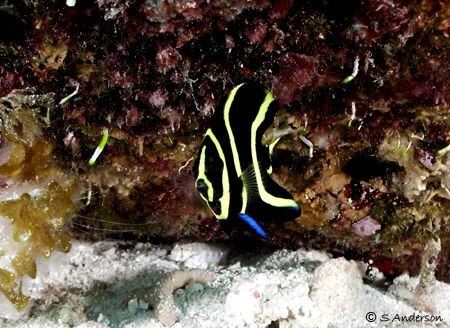 This photo of a juv. French Angelfish was taken while div... by Steven Anderson 